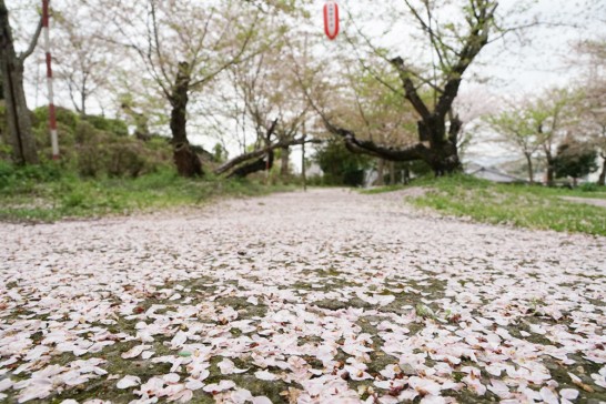 田川市　丸山公園　桜のじゅうたん